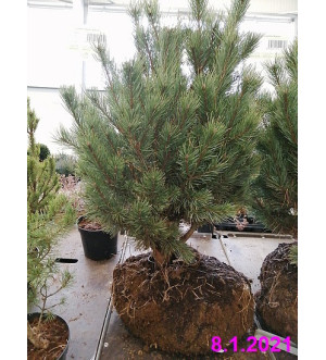 Pinus sylvestris 'Watereri' C 90 L